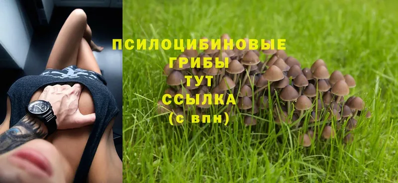 Псилоцибиновые грибы MAGIC MUSHROOMS  магазин продажи   Шуя 